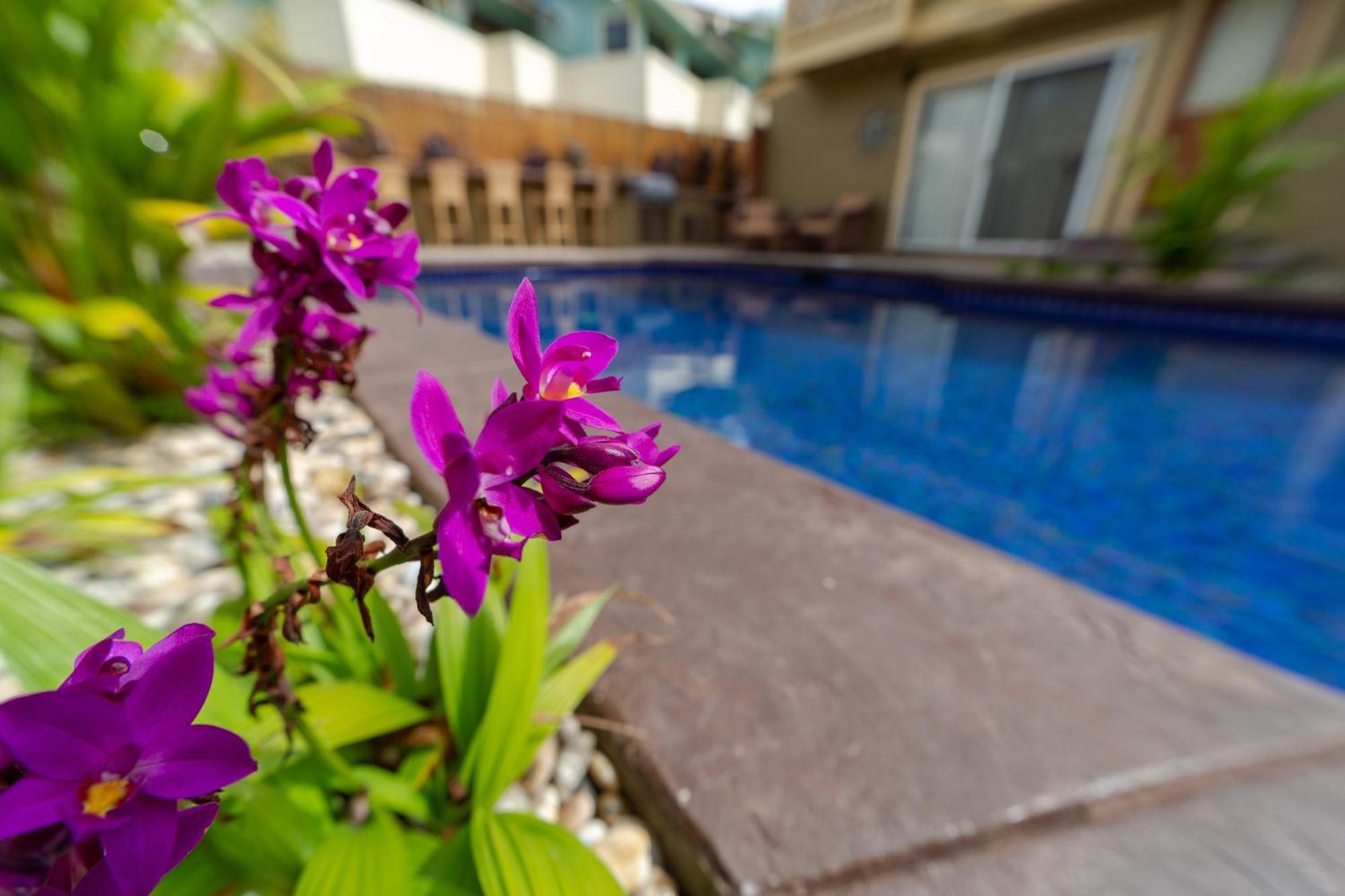 Bamboo Suite, 1 Bedroom, Sleeps 4, Pool & Bbq, Pre-Renovation Summer Sale Kihei Exterior foto